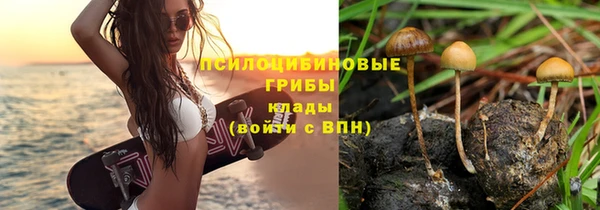 ГАЛЛЮЦИНОГЕННЫЕ ГРИБЫ Сосновый Бор